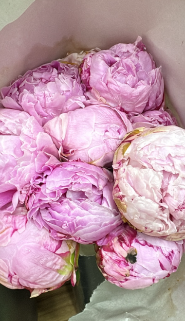 PEONIAS